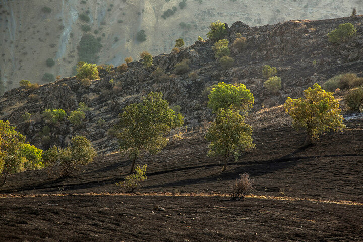 آنچه استاد کریم ساعی برای آیندگان به یادگار گذاشت