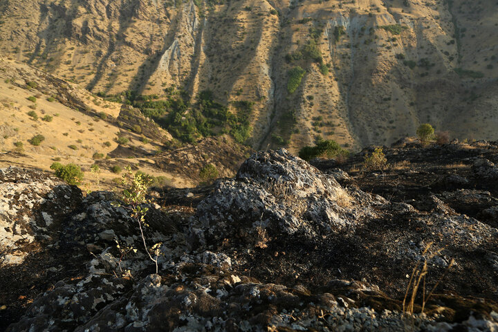 سند پیش‌نویس جنگل‌داری اجتماعی؛ راهکاری پایدار برای حفظ جنگل‌های زاگرس