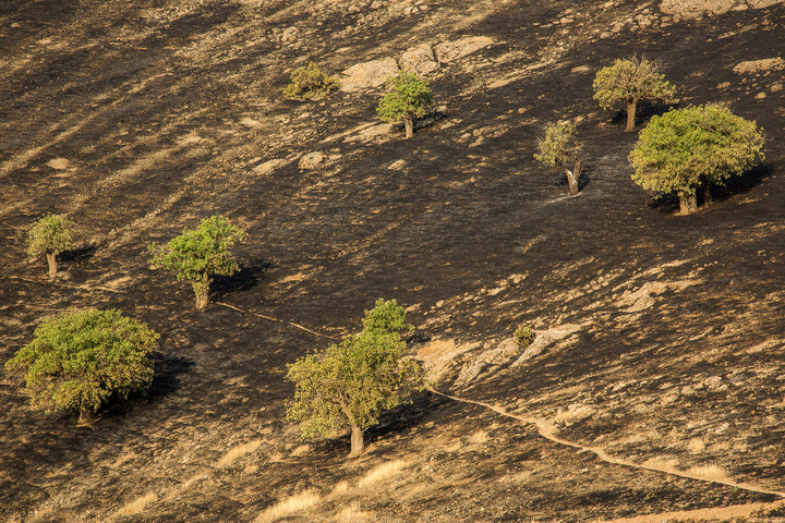 سند پیش‌نویس جنگل‌داری اجتماعی؛ راهکاری پایدار برای حفظ جنگل‌های زاگرس
