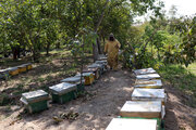 باغداران مازندران زمان سمپاشی را با زنبورداران هماهنگ و اطلاع‌رسانی‌ کنند