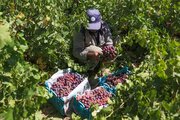 شناسایی ۲۴۰ رقم انگور در خراسان شمالی سازگار با اقلیم استان