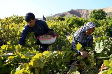 خرید توافقی انگور در خراسان شمالی آغاز شد 