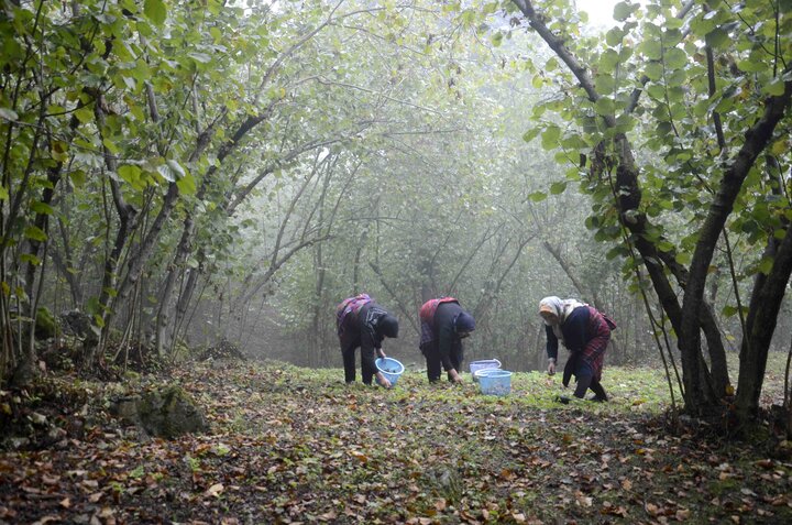 سایه یکتازی دلالان و فقدان حمایتها بر تولید فندق