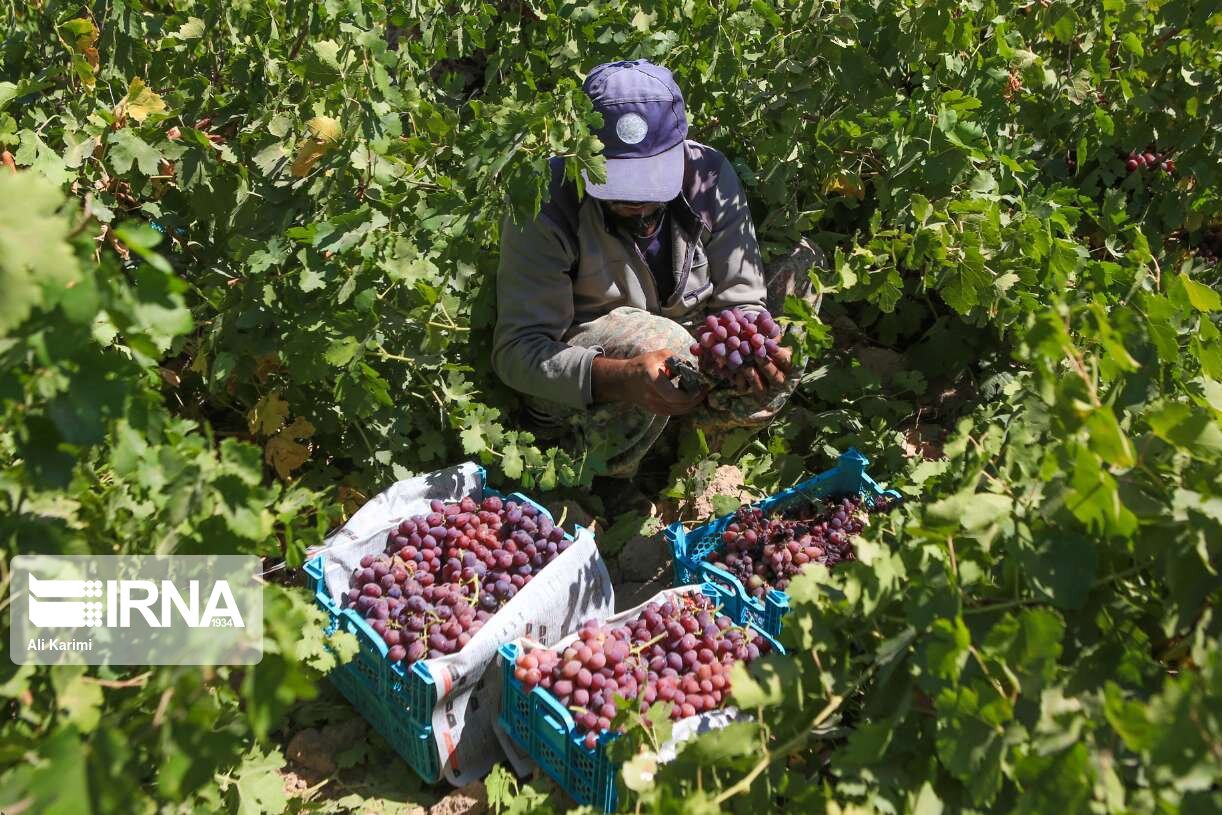 شناسایی ۲۴۰ رقم انگور در خراسان شمالی سازگار با اقلیم استان