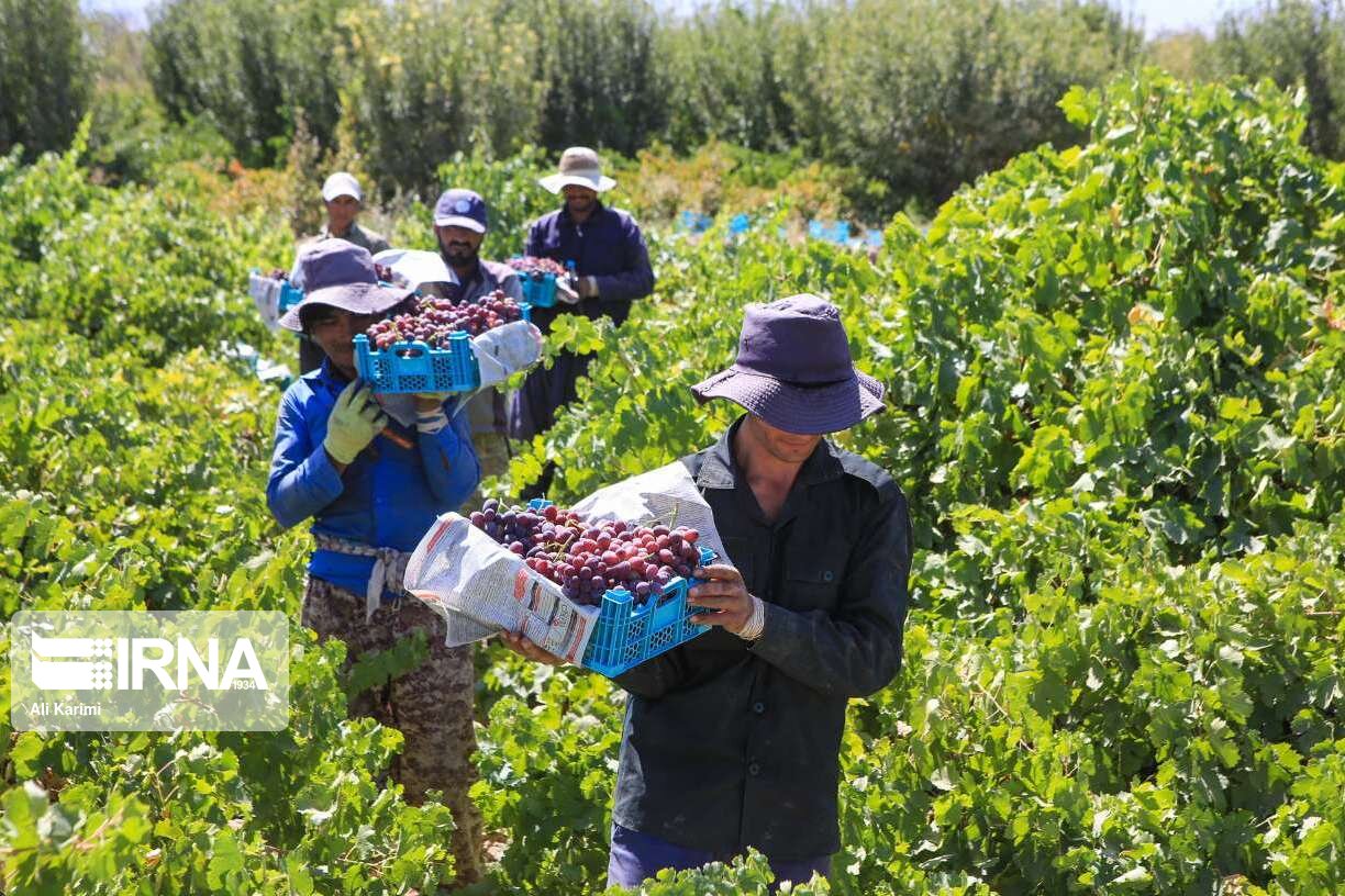 زنگ خطر «سفیدک» در تاکستان‌های خراسان‌شمالی به صدا درآمد