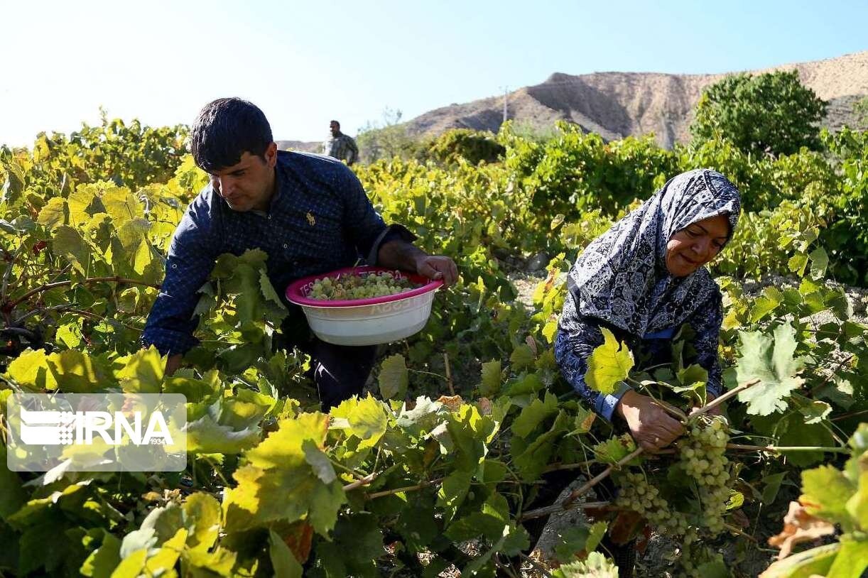 خرید توافقی انگور در خراسان شمالی آغاز شد 