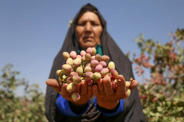 محصول یک باغ پسته در خراسان‌شمالی برای نوجوانان نمازخوان