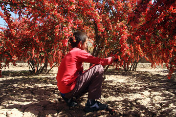 برداشت زرشک در خراسان جنوبی