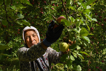 ۱.۱ میلیون تن سیب درختی در آذربایجان‌غربی تولید شد
