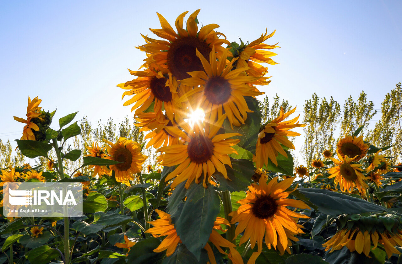 کاشت ۲ هزار هکتار آفتابگردان در گلستان و چند خبر کوتاه کاشت ۲ هزار هکتار آفتابگردان در گلستان و چند خبر کوتاه