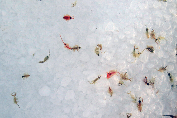 آرتمیا؛ گنجی نهفته در اعماق دریاچه ارومیه