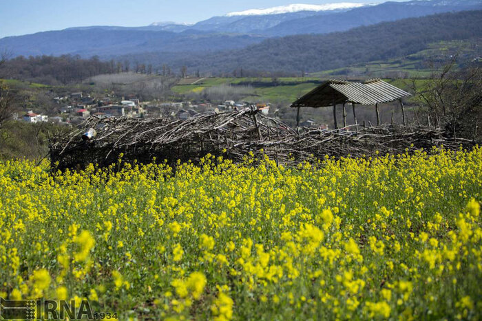 کاهش مداوم سطح زیر کلزا در مازندران با تغییرات اقلیمی