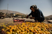 «کدکن» تربت‌حیدریه قطب تولید آلو در خراسان‌رضوی است