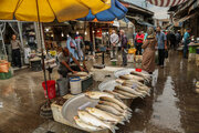 گرمی بازار ماهیان دریایی با قیمت مناسب در مازندران  