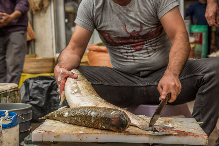 ماهیان پرورشی جایگزین ارزان سفره شب عید مازندرانیها