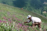 برداشت گیاهان دارویی از جنگل‌ها و مراتع همدان ممنوع است