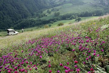 طرح مطالعاتی گیاهان دارویی در شرایط دیم در استان مرکزی انجام شد