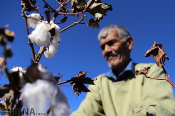 افزایش ۱۵ درصدی تولید پنبه در خراسان شمالی