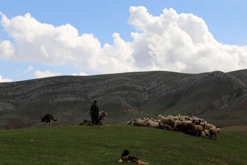 دامداران و عشایر سمنان از رفتن به ارتفاعات خودداری کنند