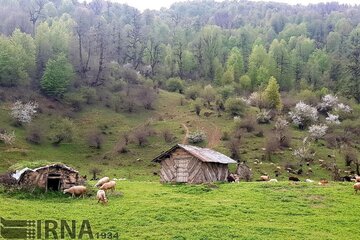 هشدار محیط‌زیست:دام‌ها را در جنگل‌ها رها نکنید 