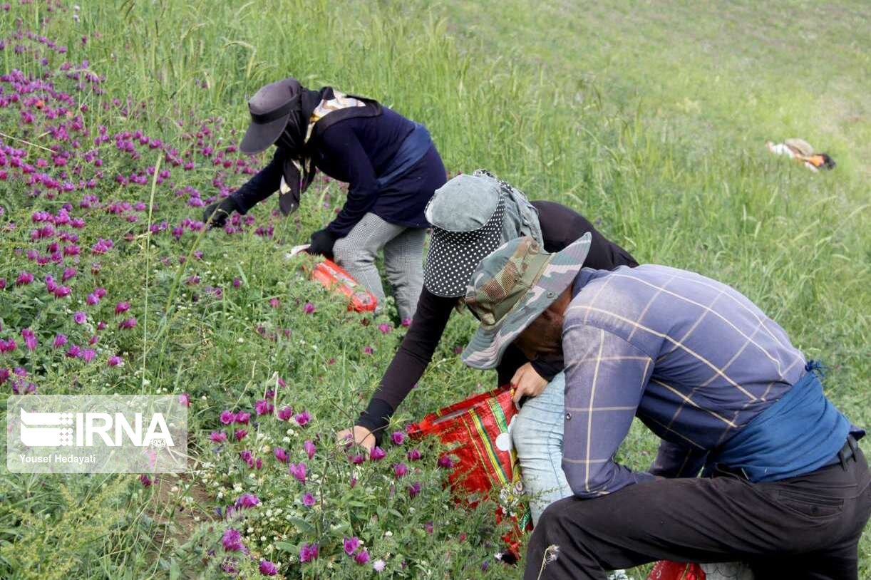 ۱۸ تن گیاه دارویی در مناطق عشایری استان تهران جمع‌آوری شد