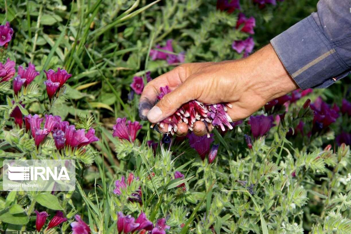 برنامه‌ریزی توسعه ۳۷۵ هکتاری کشت گیاهان دارویی در سمنان