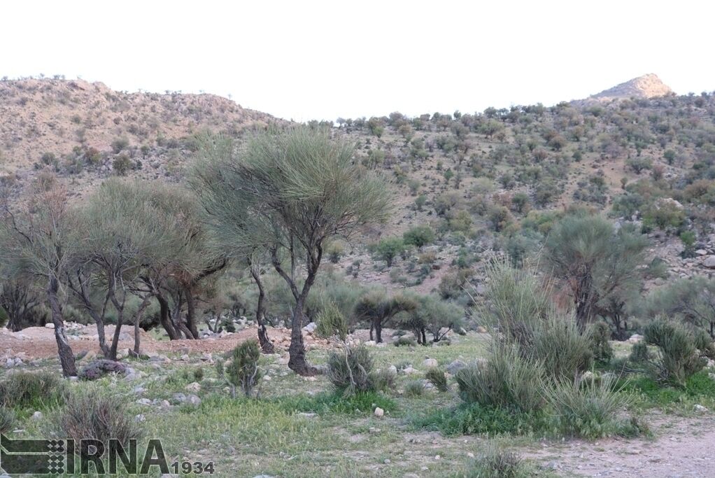 ۶۰۰ هکتار از مراتع حوزه سد آزاد در مریوان قرق شد