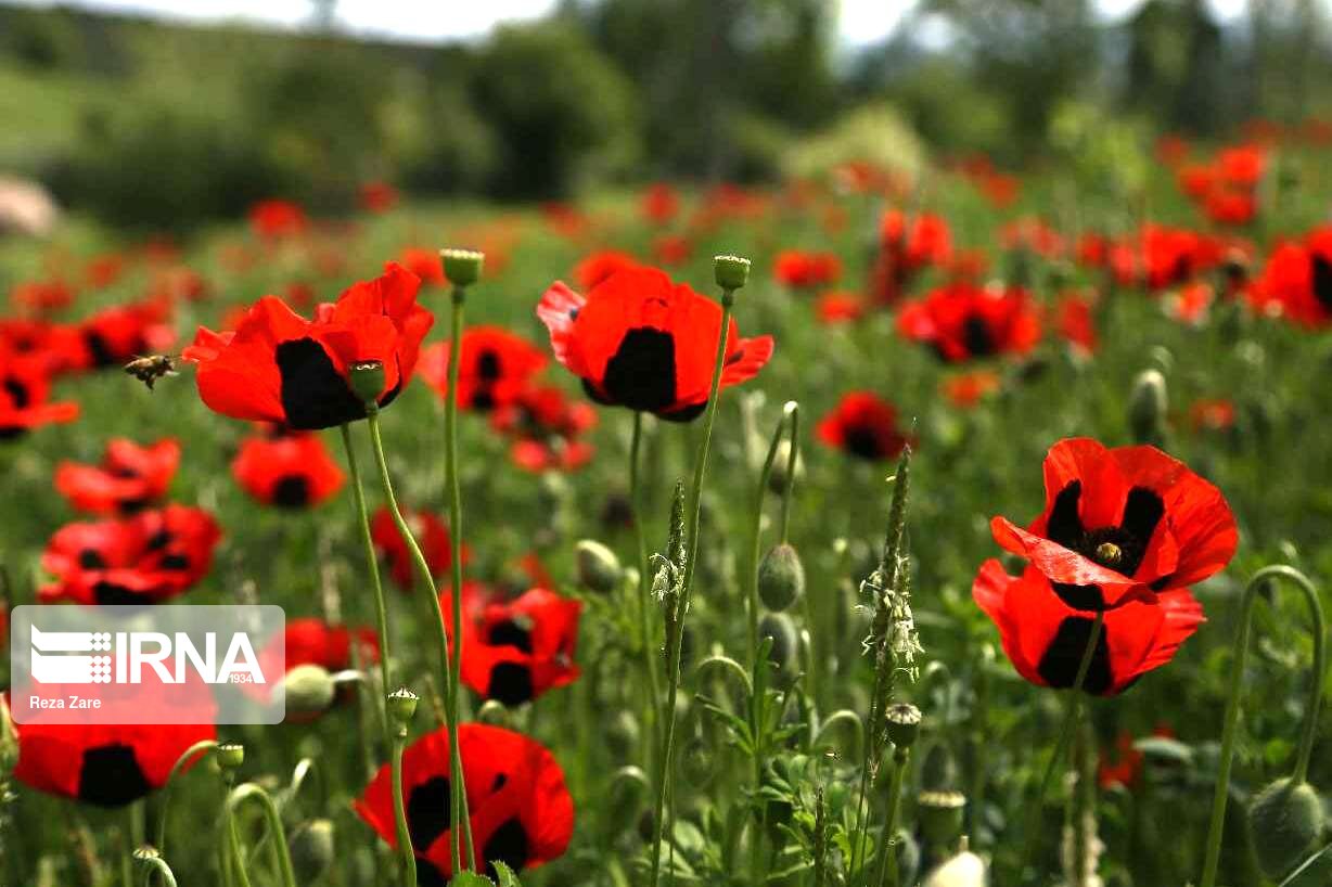 جشنواره گردشگری «سفر به دشت شقایق‌های کالپوش» برگزار می‌شود