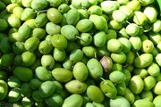 محصول زیتون استان سمنان امسال ۱۲ تن برآورد می‌شود