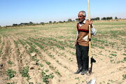 قرارگاه صدور اسناد تک برگ کشاورزی در خوزستان تشکیل شد