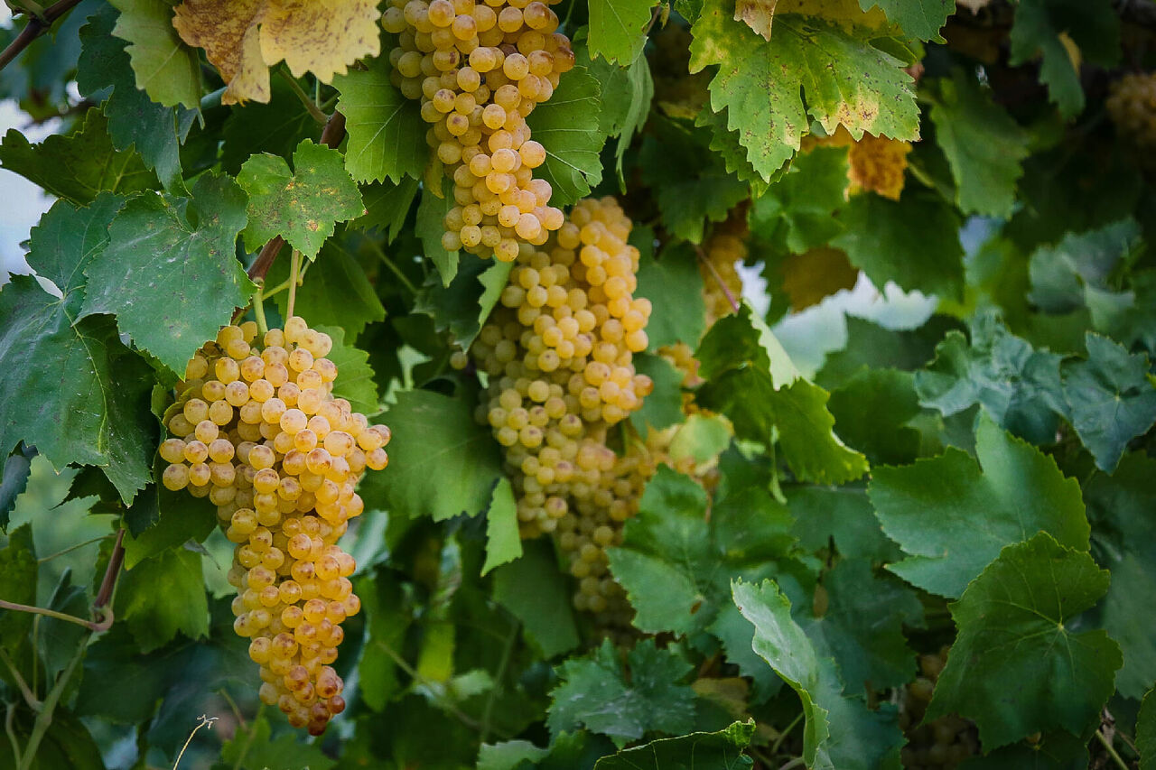 تولید۶۰درصد محصولات کشاورزی خراسان شمالی پاک وسالم است