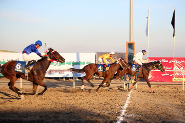 وجود ۲۳ هزار اسب مسابقه در ایران 
