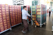 ۴۰ هزار تن سیب از مهاباد صادر شد