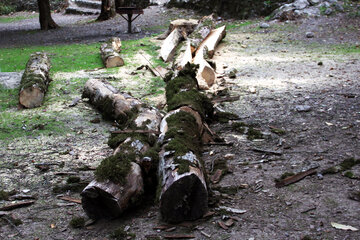 پاکسازی درختان حادثه ساز از پارک جنگلی النگدره گرگان