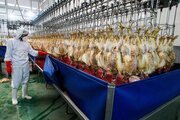 تولید گوشت مرغ در خراسان شمالی ۲ برابر شد 