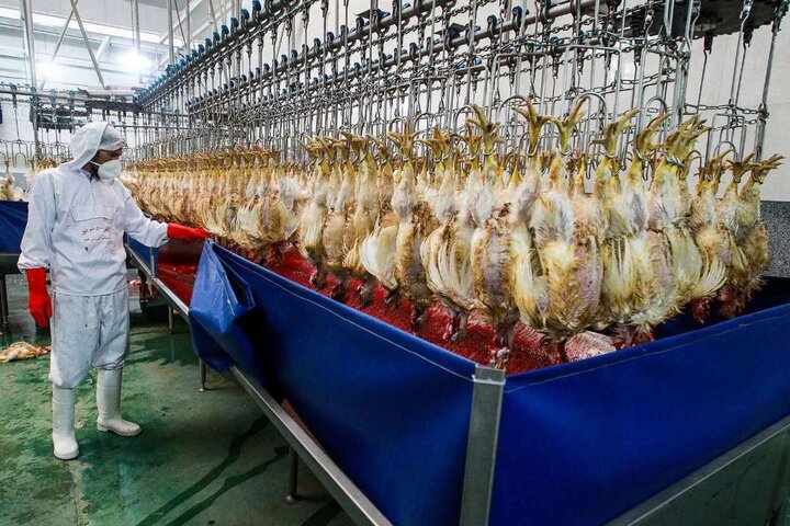 ثبات قیمت مرغ در بازار عرضه و تقاضای مازندران