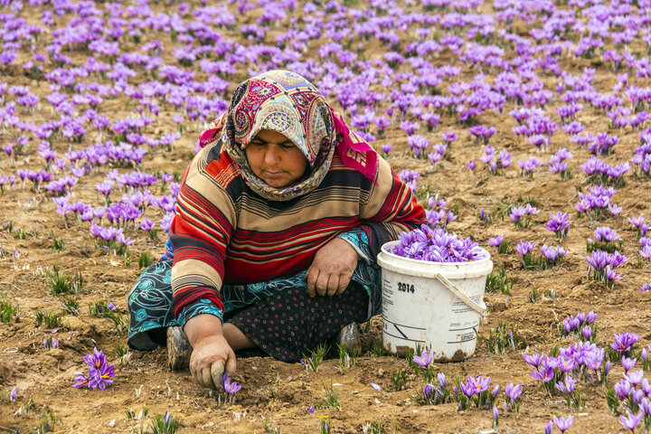 طلای سرخ گلستان نیازمند رفع مشکلات تولید و باز شدن گره صادرات