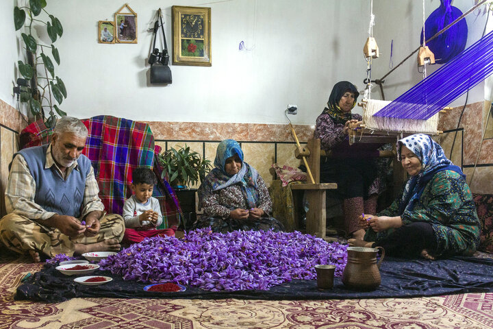 طلای سرخ وامنان؛ از دل زمینهای کمبازده تا چرخش چرخ اقتصاد روستاییان