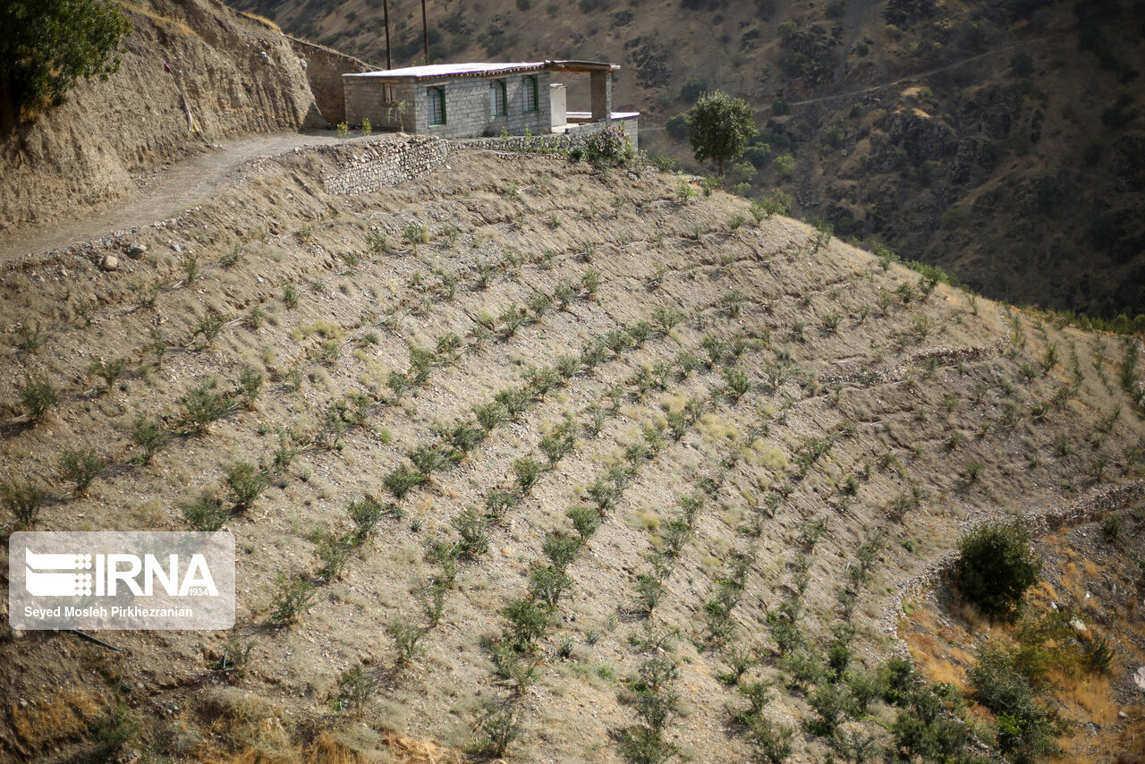 طرح اصلاح  ۱۰۰ هکتار از باغات فرسوده جونقان شهرستان فارسان آغاز شد