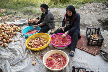 ایرنا - اهواز - برداشت انار باغملک هر ساله از اواسط مهر تا نیمه آبان ماه انجام می شود و در این مدت انواع انار سینه پهن، شیرین انار، زرد انار، سرانار و جفتی انار(انار دو رنگ) برداشت می شود. پیشینه کاشت انار در این منطقه بسیار کهن است و از قدیمی ترین باغ های این منطقه می توان از باغ میری نام برد.