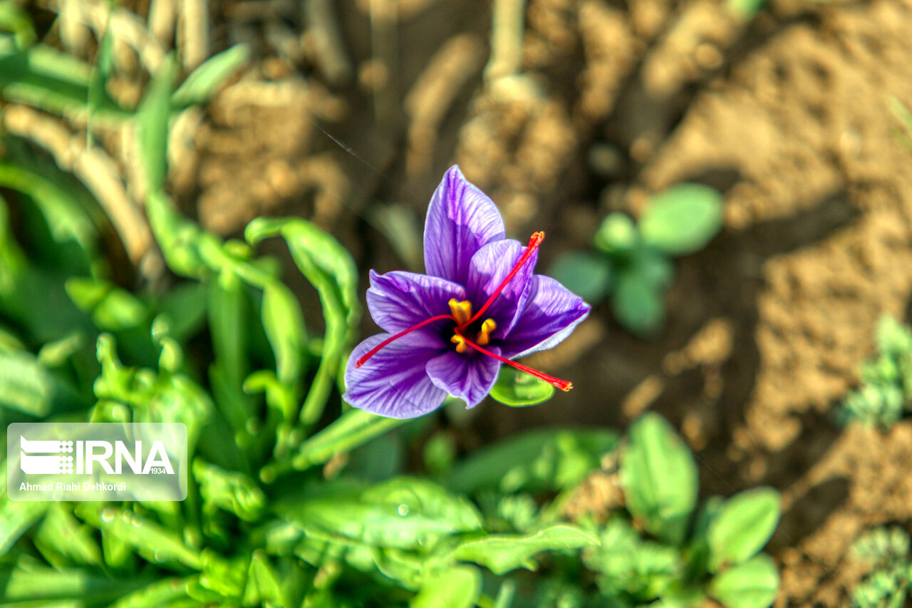 ۲۰۰ میلیارد ریال از مطالبات زعفرانکاران خراسان رضوی پرداخت شد ۲۰۰ میلیارد ریال از مطالبات زعفرانکاران خراسان رضوی پرداخت شد