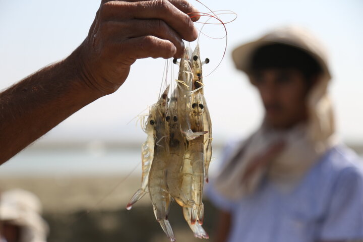 آمادگی صندوق توسعه ملی برای حمایت هدفمند از طرح‌های شیلاتی هرمزگان