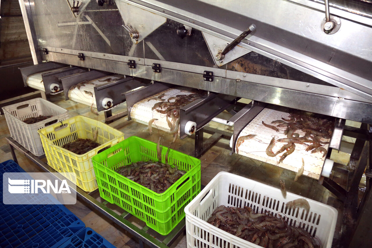 استاندار بوشهر:۵۰هزار هکتار اراضی پرورش آبزیان در این استان شناسایی شد