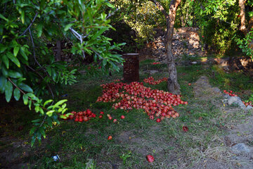 ایرنا- شیراز- انار یکی از محصولات  روستای نوایگان داراب است. بیشتر خانوارهای روستا باغدار هستند و انارچینی  را به صورت خانوادگی انجام می دهند. طبق آداب، مرد بالای درخت می رود با گفتن «یا علی» انار چیده شده را به سمت پایین می اندازد و زن انار را با گفتن « علی یارت» گرفته و در سبد می گذارد. روستای نوایگان داراب در استان فارس به عنوان پر درآمد ترین روستای کشور شناخته می شود.
