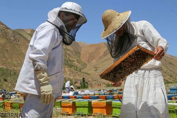 تولید عسل در شاهین‌دژ  از مرز ۷۰۰ تن گذشت