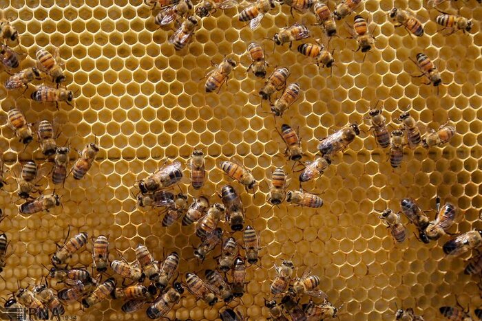 معافیت محصولات زنبور عسل از مالیات بر ارزش‌ افزوده تصویب شد