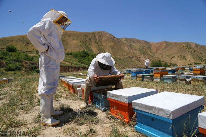 هزار زنبورستان جدید در کرمانشاه ایجاد می‌شود