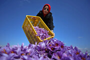صندوق کارآفرینی امید هزار و ۳۸۱ فرصت شغلی روستایی در استان اردبیل ایجاد کرد