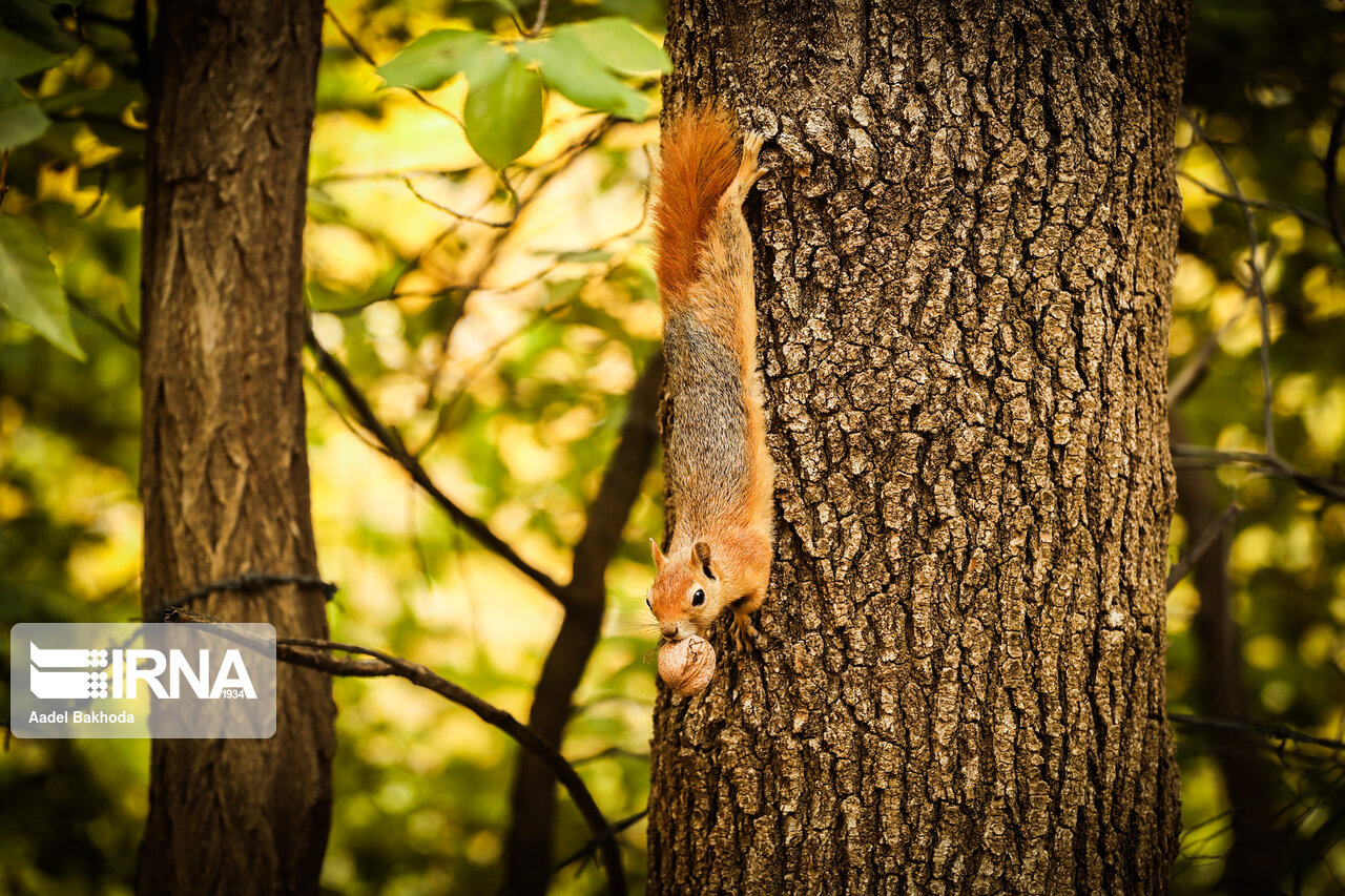 بر سر باغبان میلیون دلاری جنگلهای زاگرس چه آوردهایم؟ بر سر باغبان میلیون دلاری جنگلهای زاگرس چه آوردهایم؟