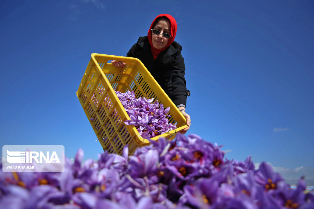 نارضایی کشاورزان از کاهش قیمت در قطب تولید زعفران خراسان شمالی